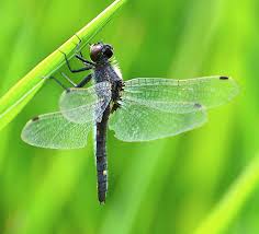 Attēlu rezultāti vaicājumam “Leucorrhinia albifrons female”