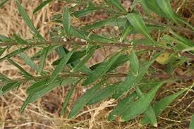 Attēlu rezultāti vaicājumam “Berteroa incana fruit”