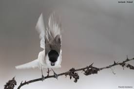 Attēlu rezultāti vaicājumam “Poecile montanus”