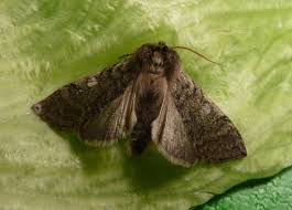 Attēlu rezultāti vaicājumam “Achlya flavicornis”