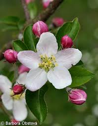 Attēlu rezultāti vaicājumam “Malus domestica flower”