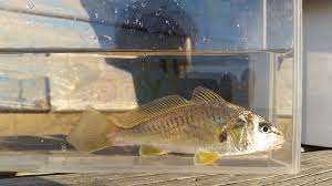 Image result for Micropogonias undulatus