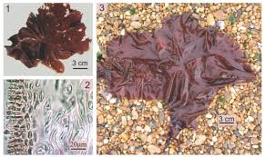 Attēlu rezultāti vaicājumam “Badhamia dubia sessile”