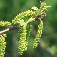 Attēlu rezultāti vaicājumam “Juglans cinerea flower”