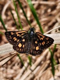 Attēlu rezultāti vaicājumam “Carterocephalus palaemon”