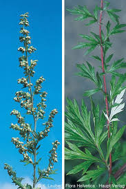 Attēlu rezultāti vaicājumam “Artemisia vulgaris”