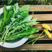 Attēlu rezultāti vaicājumam “Taraxacum suecicum leaf”
