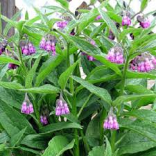 Image result for Symphytum officinale