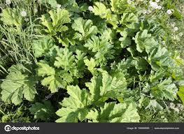Attēlu rezultāti vaicājumam “Heracleum sosnowskyi leaf”