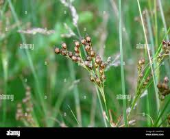 Attēlu rezultāti vaicājumam “Juncus compressus”