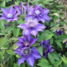 Image result for clematis multi blue