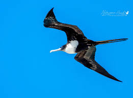 Image result for Fregata aquila