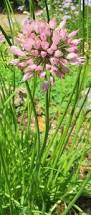 Image result for Allium tuberosum
