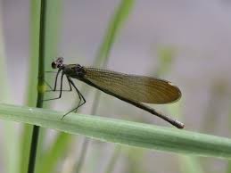 Attēlu rezultāti vaicājumam “Calopterygidae”