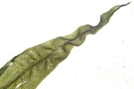 Attēlu rezultāti vaicājumam “Dicranum bonjeanii”