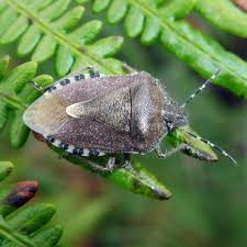 Attēlu rezultāti vaicājumam “Dolycoris baccarum”