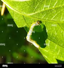 Attēlu rezultāti vaicājumam “Macaria wauaria”