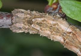 Attēlu rezultāti vaicājumam “Crocallis elinguaria larva”