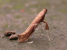 Attēlu rezultāti vaicājumam “Caloptilia stigmatella”