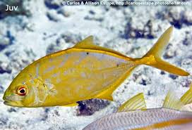 Image result for Caranx bartholomaei