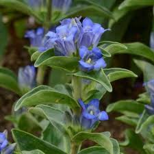 Attēlu rezultāti vaicājumam “Gentiana cruciata leaf”