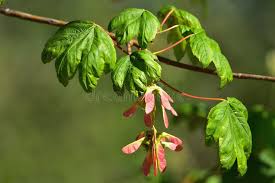 Attēlu rezultāti vaicājumam “Batrachium circinatum flower”
