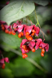 Attēlu rezultāti vaicājumam “Euonymus europaeus flower”
