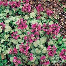 Attēlu rezultāti vaicājumam “Lamium maculatum”