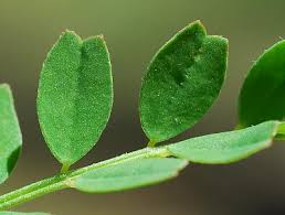 Attēlu rezultāti vaicājumam “Astragalus danicus leaf”