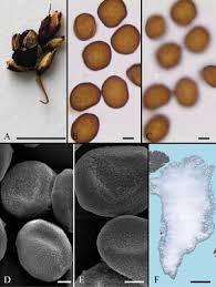 Attēlu rezultāti vaicājumam “Sphacelotheca hydropiperis”