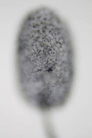 Attēlu rezultāti vaicājumam “Stemonitopsis sp.”