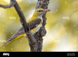 Attēlu rezultāti vaicājumam “Oriolus oriolus female”