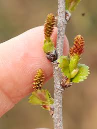 Attēlu rezultāti vaicājumam “Betula nana flower”