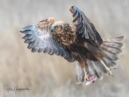 Attēlu rezultāti vaicājumam “Circus aeruginosus adult”