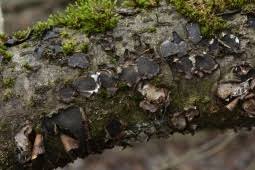 Attēlu rezultāti vaicājumam “Biscogniauxia granmoi”