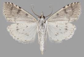 Attēlu rezultāti vaicājumam “Udea prunalis”