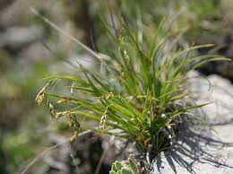 Attēlu rezultāti vaicājumam “Carex capillaris”
