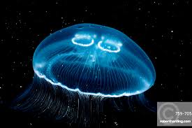 Attēlu rezultāti vaicājumam “Aurelia aurita”