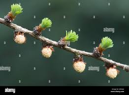 Attēlu rezultāti vaicājumam “Larix decidua flower”