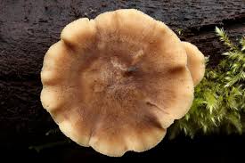 Attēlu rezultāti vaicājumam “Polyporus brumalis”