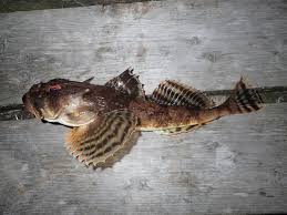 Image result for Myoxocephalus octodecemspinosus