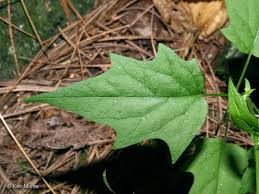 Attēlu rezultāti vaicājumam “Chenopodium acerifolium leaf”