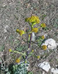 Image result for Isatis tinctoria