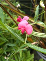 Attēlu rezultāti vaicājumam “Lathyrus sylvestris bud”