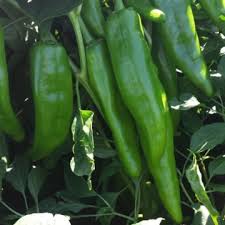 Afbeeldingsresultaat voor numex chimayo hot pepper
