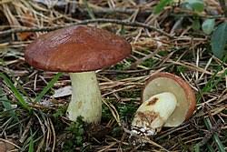 Attēlu rezultāti vaicājumam “Suillus luteus”
