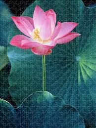 Attēlu rezultāti vaicājumam “Lotus sp. flower”