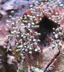 Attēlu rezultāti vaicājumam “Physarum viride macro”