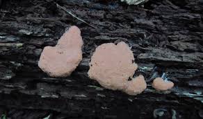 Attēlu rezultāti vaicājumam “Tubifera applanata”