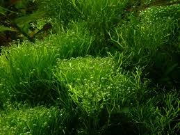 Attēlu rezultāti vaicājumam “Riccia”